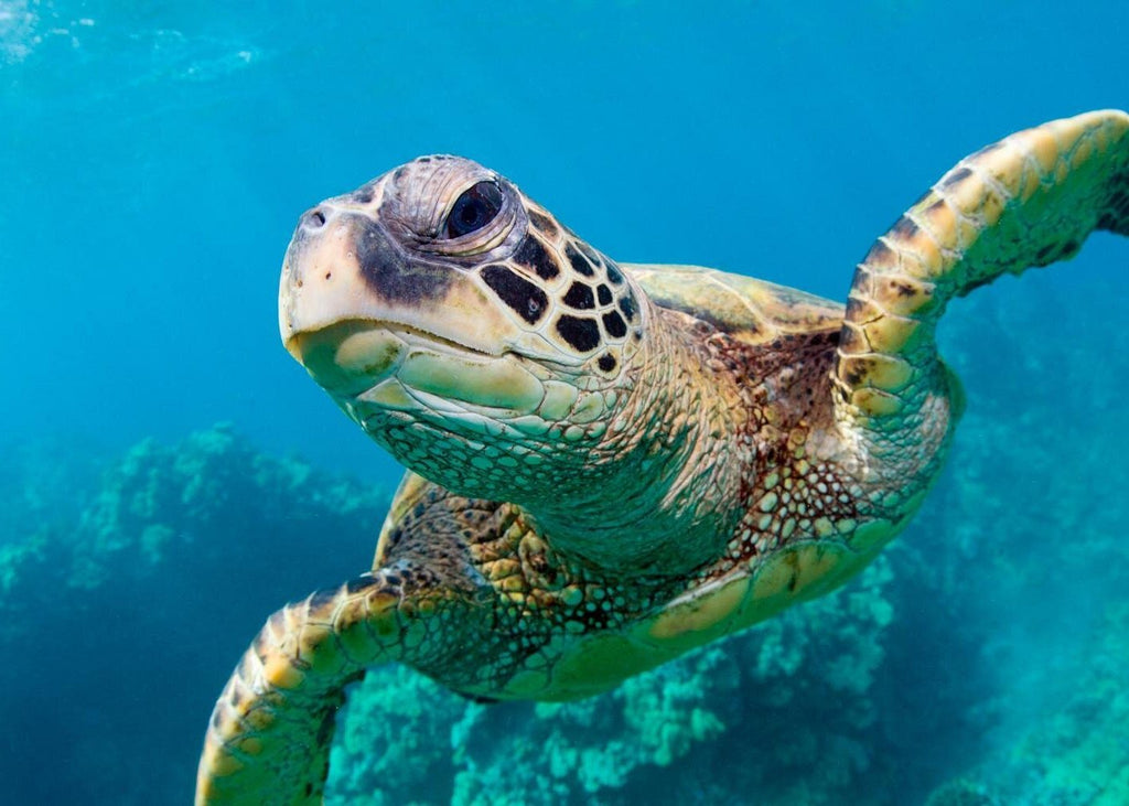 Nassau, Bahamas 2026